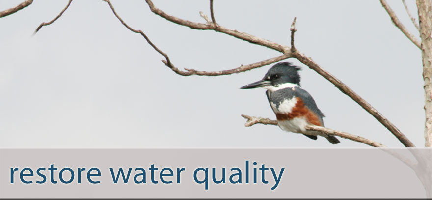 Belted Kingfisher